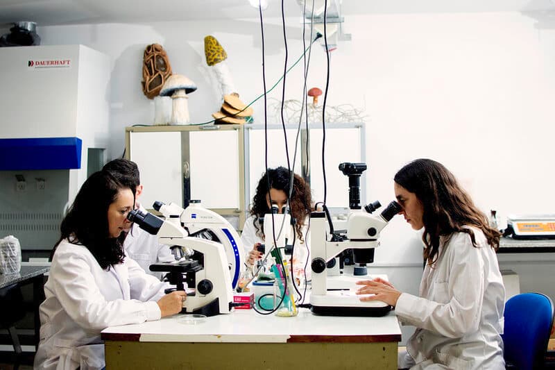 Hongos comestibles frescos ricos en betaglucanos que fortalecen el sistema inmunológico en otoño