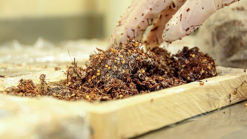 Paneles aislantes experimentales elaborados con residuos de poda de vid y micelio de hongos en el laboratorio del INAHE CONICET Mendoza: el biomaterial rígido se cultiva sobre sarmientos y el micelio actúa como aglutinante orgánico natural