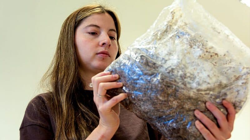 Maira Terraza, becaria doctoral del CONICET INAHE, inspecciona visualmente la colonización de micelio sobre sustrato de residuos de poda de vid en el laboratorio de biomateriales en Mendoza