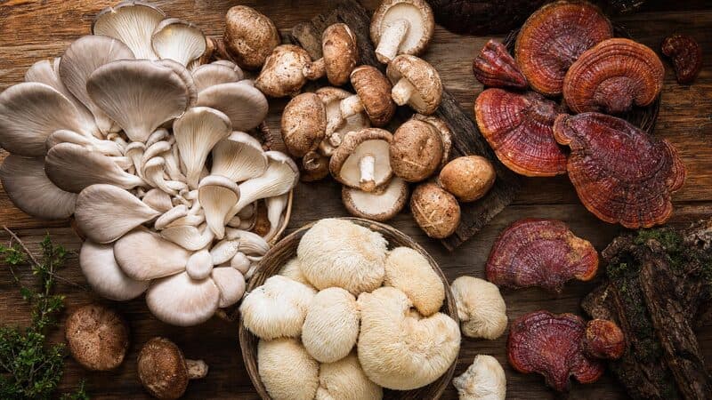 Hongos medicinales en Argentina: Misiones tiene ley, Mendoza tiene clúster y el sector empieza a organizarse