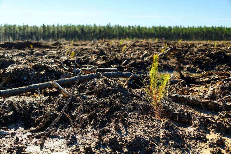 Por primera vez, los hongos del suelo generaron créditos de carbono verificados — y esto es solo el comienzo
