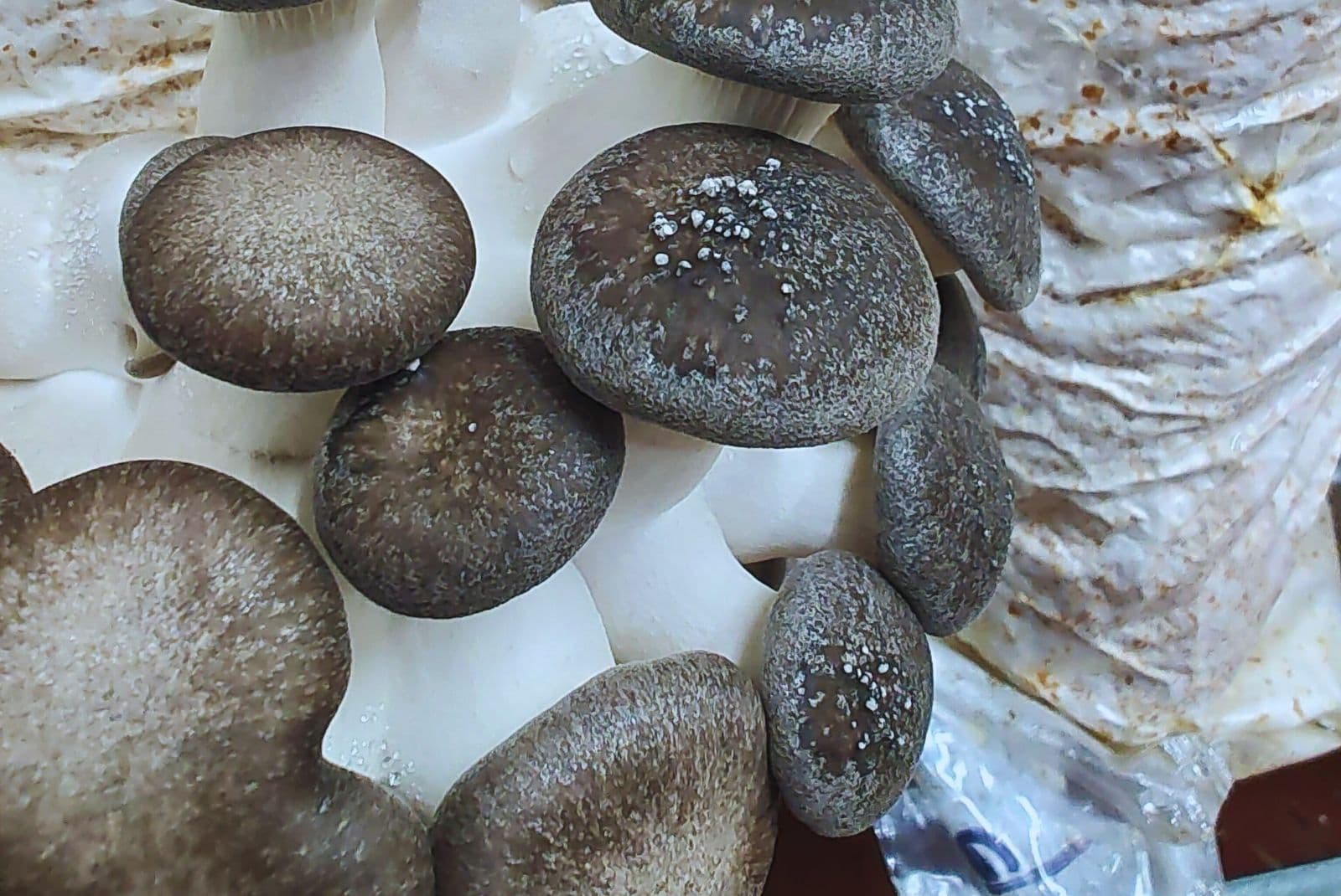 INTA desarrolla alimentos funcionales a partir de hongos comestibles irradiados con luz UV-B