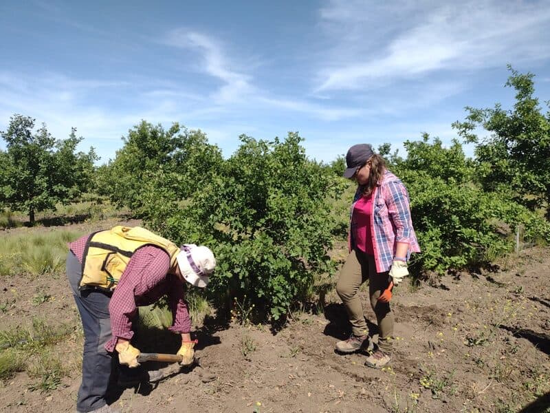 Plantines trufados instalados a partir del proyecto 'Truficultura patagónica: innovando en la producción del diamante negro'. Plántulas inoculadas con micelio de trufa listas para ser plantadas en el campo.