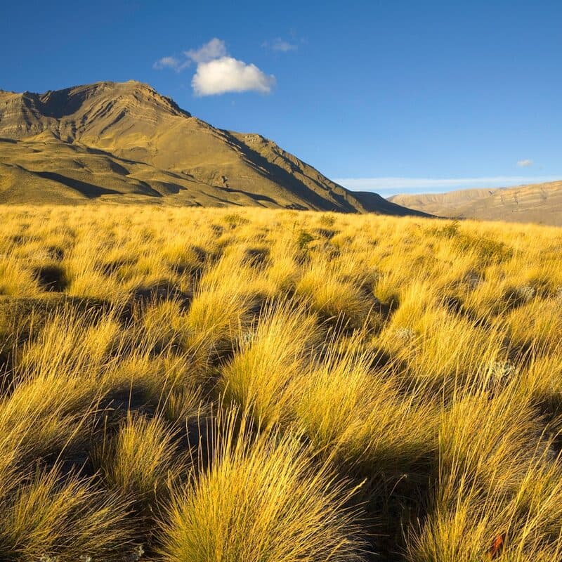 Praderas donde los hongos micorrícicos forman extensas redes subterráneas