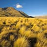 Praderas donde los hongos micorrícicos forman extensas redes subterráneas
