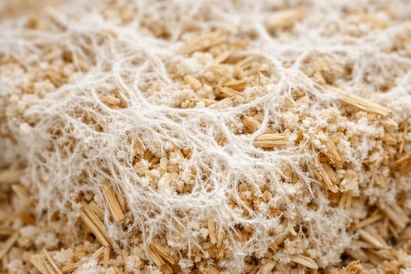 Micelio de hongos creciendo sobre residuos orgánicos como alternativa biodegradable al plástico