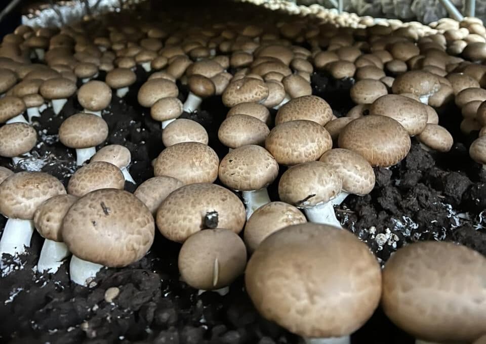 Planta de producción de Hongos del Pilar en la provincia de Buenos Aires, Argentina