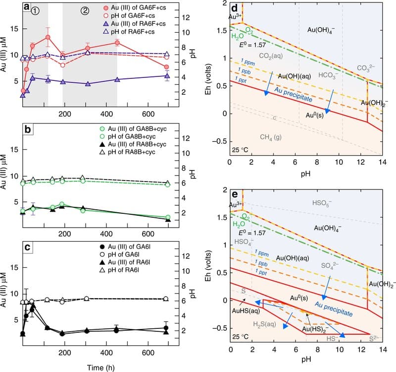 Micrografía de Fusarium oxysporum con partículas de oro precipitadas sobre sus hifas, Nature Communications 2019