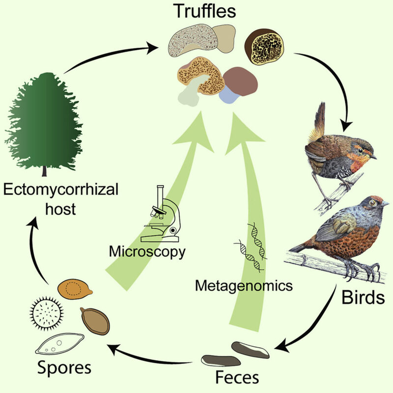 Aves y hongos: la ornitomicología que sostiene los bosques (de excavadoras de nidos a dispersoras de esporas)
