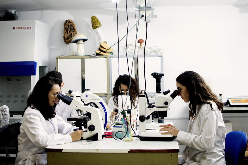 Betaglucanos de hongos: cómo fortalecen tus defensas en otoño (y qué dice la ciencia)