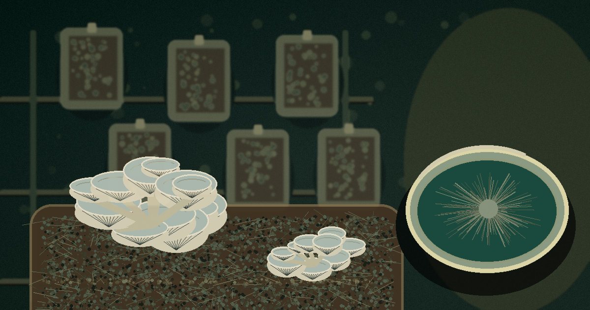 Ilustración conceptual del cultivo de gírgolas en sustrato y procesos de laboratorio