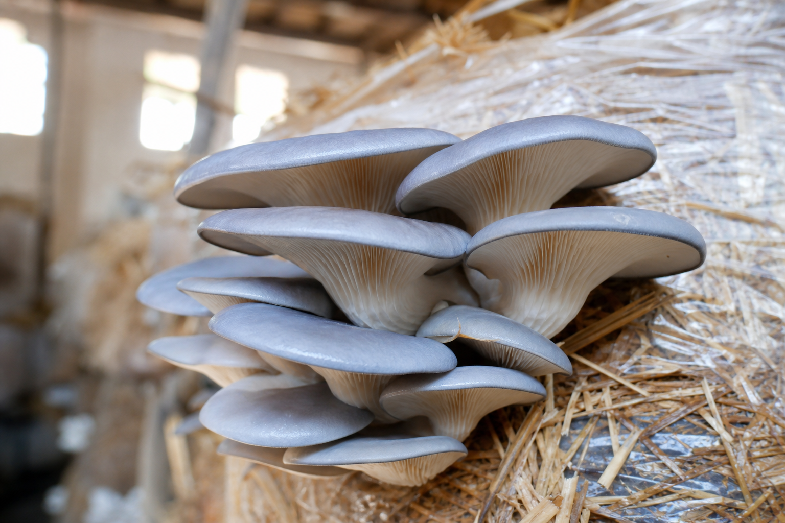 Gírgola (Pleurotus ostreatus) en racimos grises cultivada sobre paja de trigo