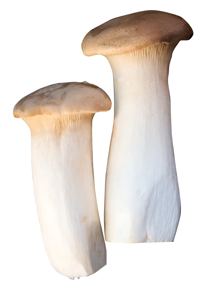 King Oyster