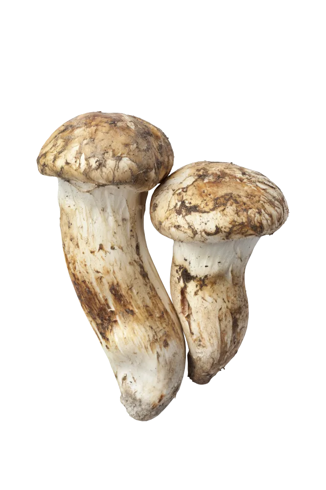 Matsutake