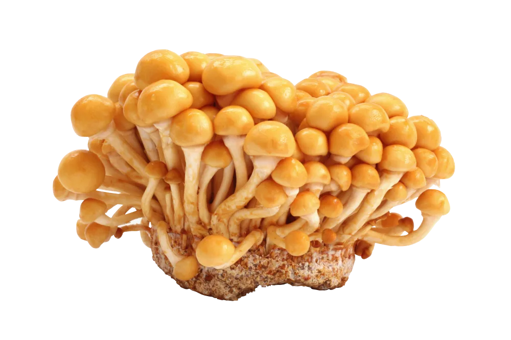 Nameko