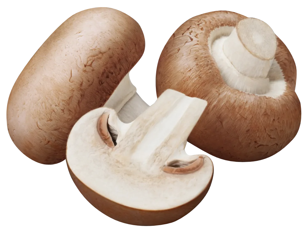 Hongos de Paja