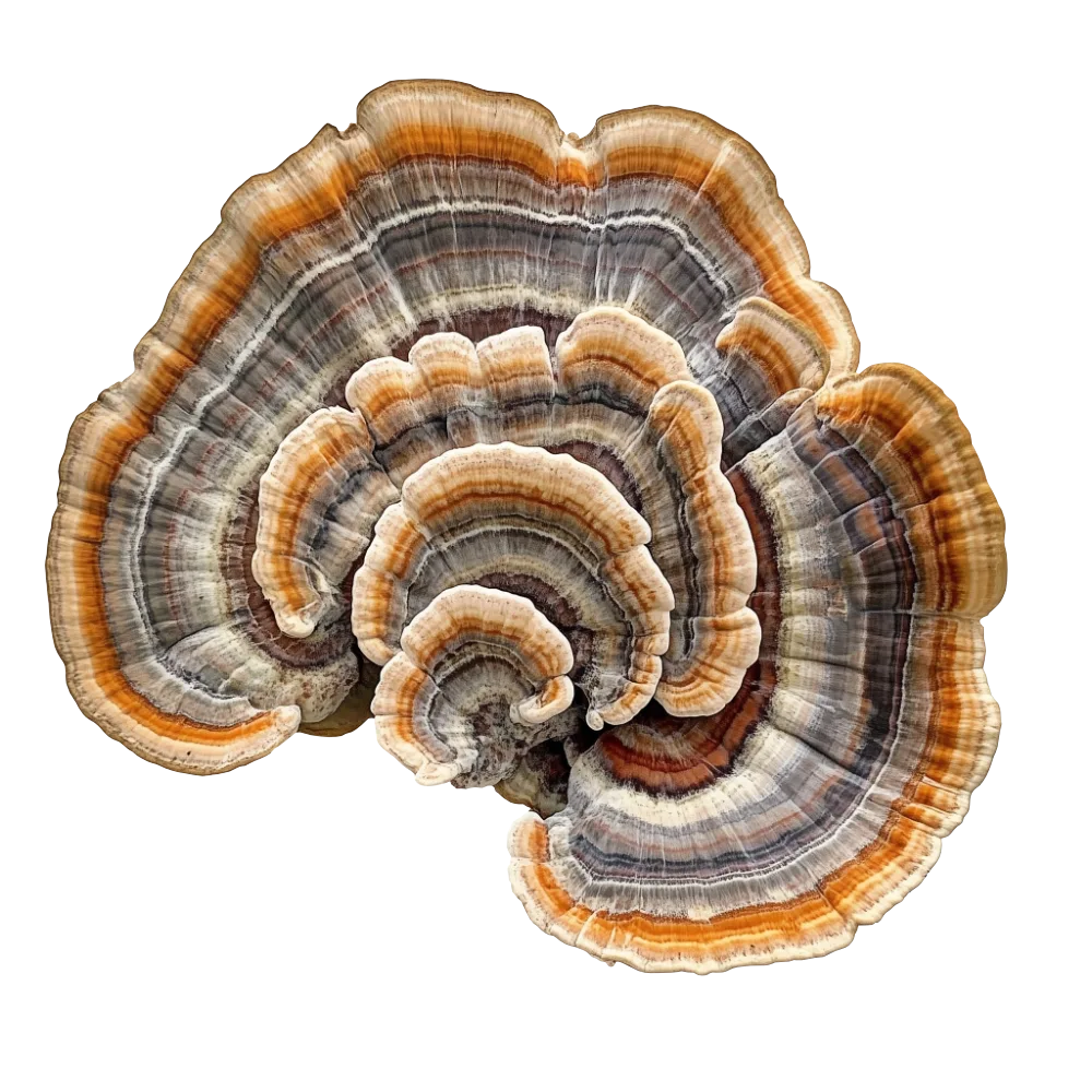 Turkey Tail
