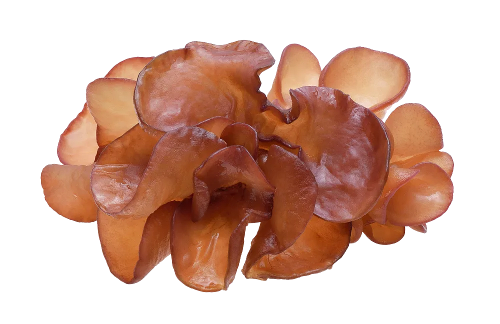 Wood Ear