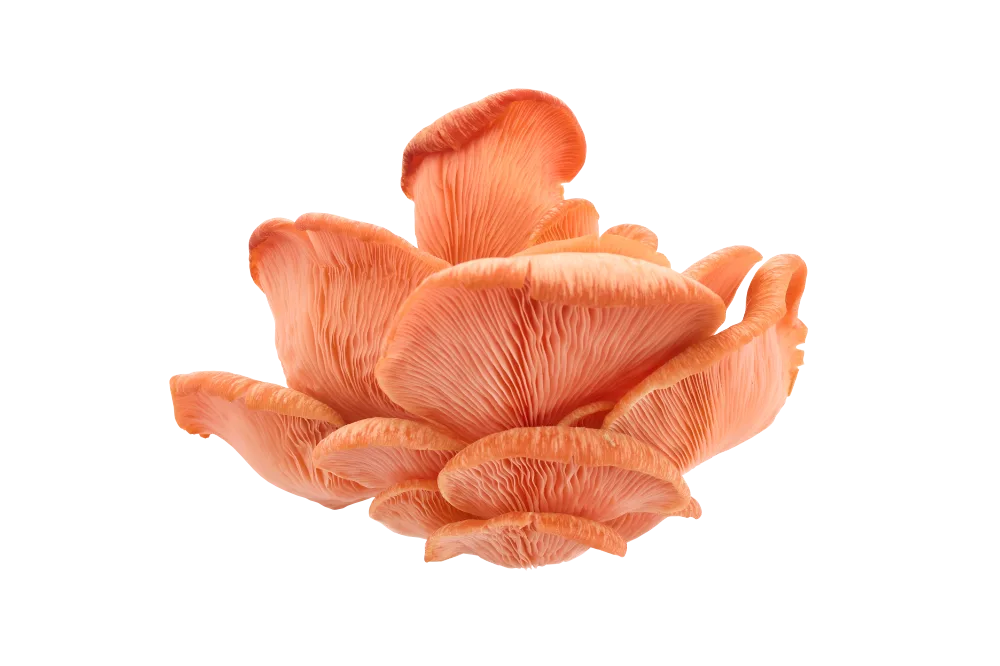 Reishi